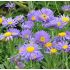 Aster alpinus 'Dark blue'