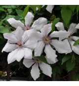 Clematis 'Jan Pawel II' 2l