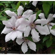 Clematis 'Jan Pawel II' 2l