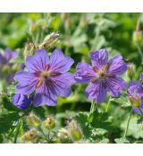 Geranium magnificum 'Rosemoor'