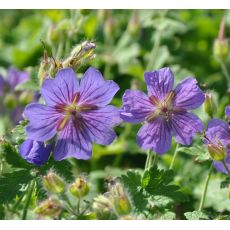 Geranium magnificum 'Rosemoor'