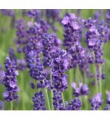 Lavandula angustifolia  'Hidecote'