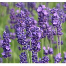 Lavandula angustifolia  'Hidecote'