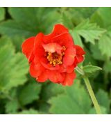 Geum chiloense 'Mrs. J. Bradshaw'