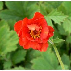 Geum chiloense 'Mrs. J. Bradshaw'