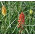 Kniphofia 'Flamenco'