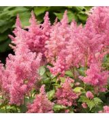 Astilbe japonica 'Mainz'