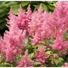 Astilbe japonica 'Mainz'