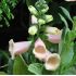 Digitalis purpurea 'Dalmatian 'Apricot'