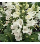 Digitalis purpurea 'Dalmatian White'