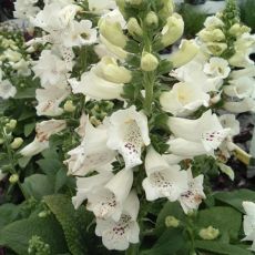 Digitalis purpurea 'Dalmatian White'