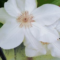 Clematis Krystyna 2l