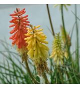 Kniphofia 'Flamenco'