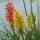 Kniphofia 'Flamenco'