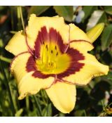 Hemerocallis 'El Desperado'