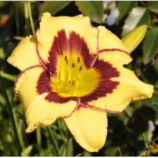 Hemerocallis 'El Desperado'