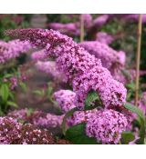 Buddleja davidii 'Pink Delight'