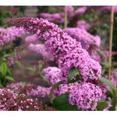 Buddleja davidii 'Pink Delight'