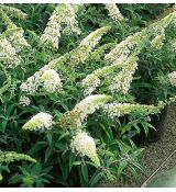 Buddleja davidii 'White Ball'