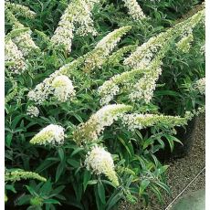 Buddleja davidii 'White Ball'