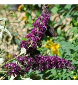 Buddleja davidii 'Royal Red'