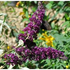 Buddleja davidii 'Royal Red'