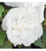 Hibiscus syriacus 'White Chiffon'