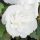 Hibiscus syriacus 'White Chiffon'