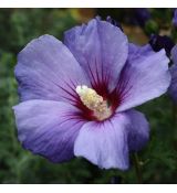 Hibiscus syriacus 'Blue Bird'