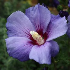 Hibiscus syriacus 'Blue Bird'