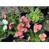 Lewisia cotyledon Elise