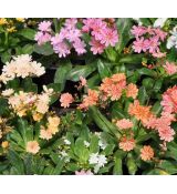 Lewisia cotyledon Elise