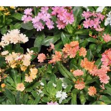 Lewisia cotyledon Elise