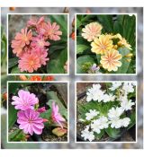 Kolekcia levízií / Lewisia