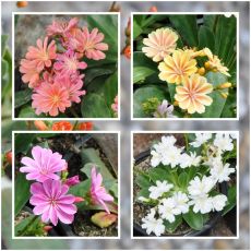 Kolekcia levízií / Lewisia