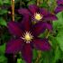 Clematis 'Vagabond' 2l