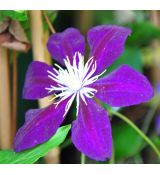 Clematis 'Vagabond' 2l