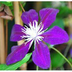 Clematis 'Vagabond' 2l