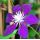 Clematis 'Vagabond' 2l