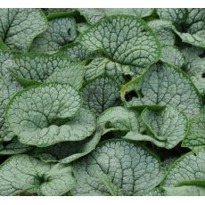 Brunnera macrophylla 'Sea Heart'